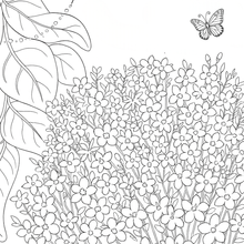 Load image into Gallery viewer, My Kiwi Garden: Colouring Book