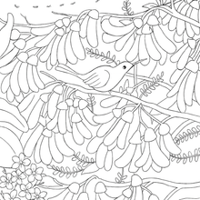 Load image into Gallery viewer, My Kiwi Garden: Colouring Book